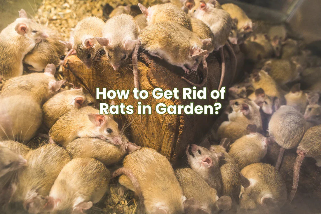 How to Get Rid of Rats in Garden?