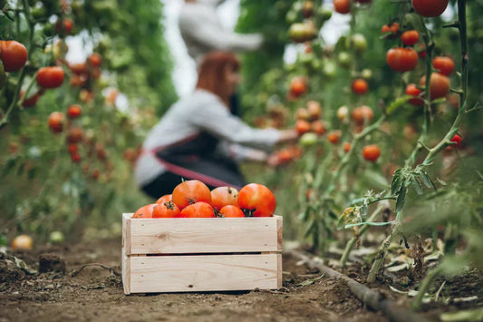 When to Plant Tomatoes in CA: Best Time & Regional Guide