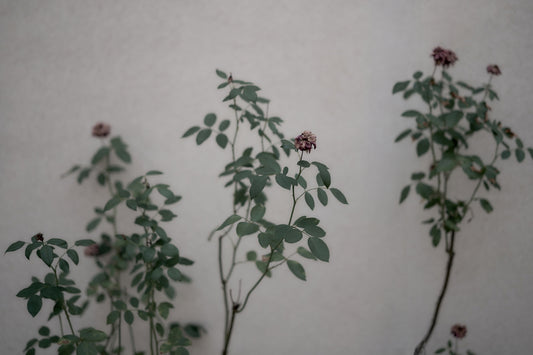 A group of three potted plants sitting next to each other